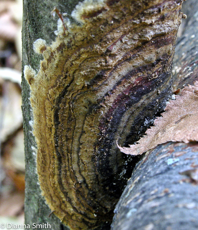 Hymenochaete agglutinans2079