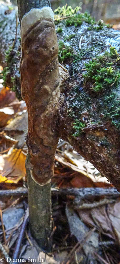 Hymenochaete corrugata 05917