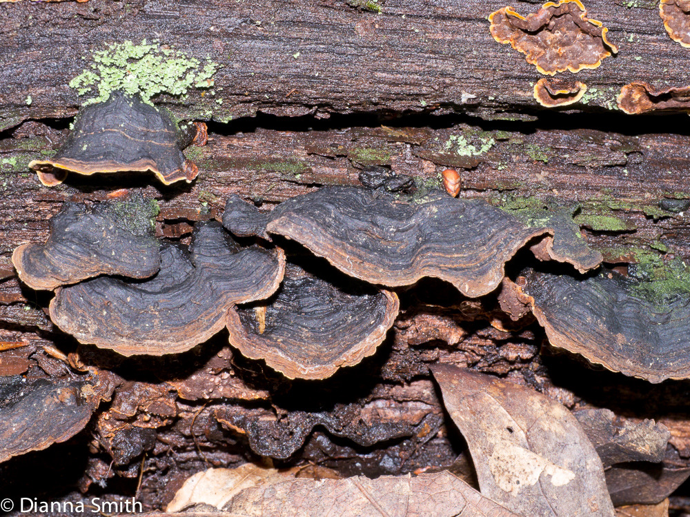 Pseudochaete tabacina (Hymenochaete badioferruginea, H. rubiginosa)1020349