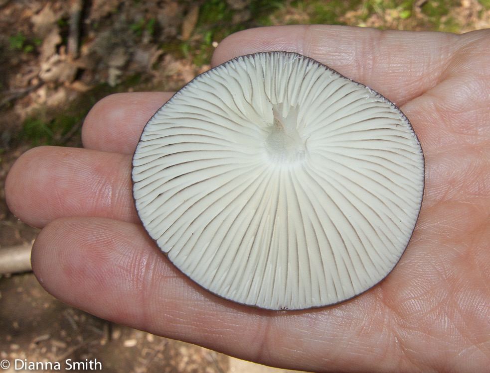 Hymenopellis rubrobrunnescens (Xerula rubrobrunescens)2943