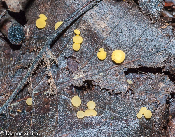 Hymenoscyphus epiphyllus02666