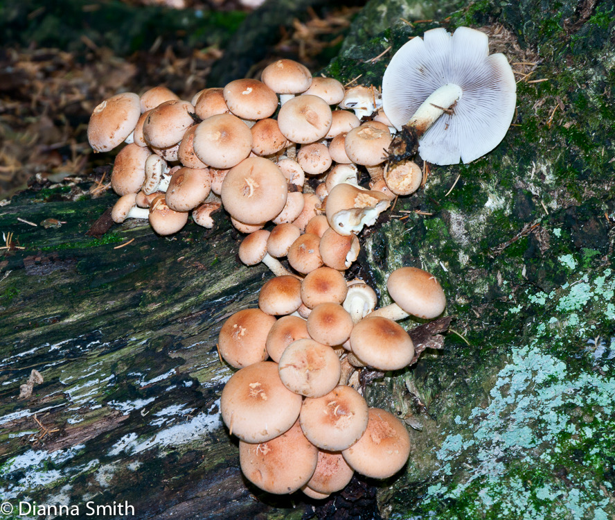 Hypholoma capnoides1010515