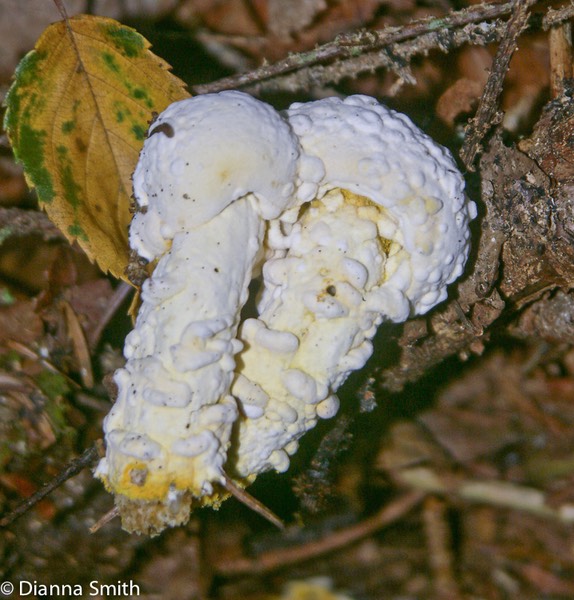 Hypomyces chrysospermus on boletes6028