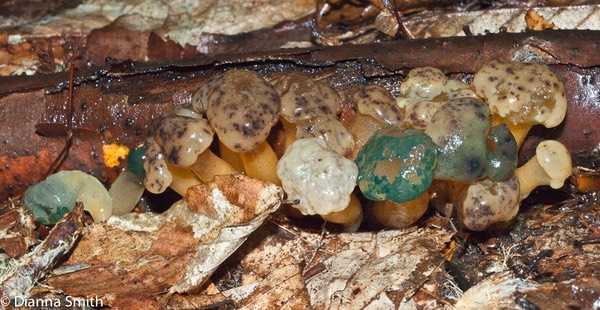 Hypomyces leoticola on Leotia lubrica01945