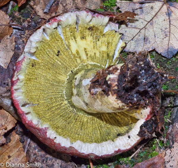 Hypomyces luteovirens04092