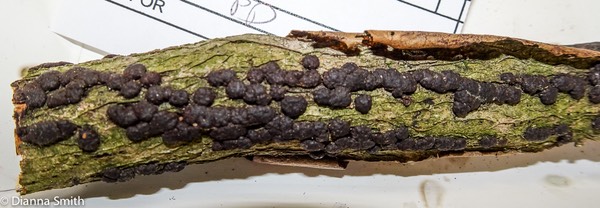 Hypoxylon cohaerens 03103