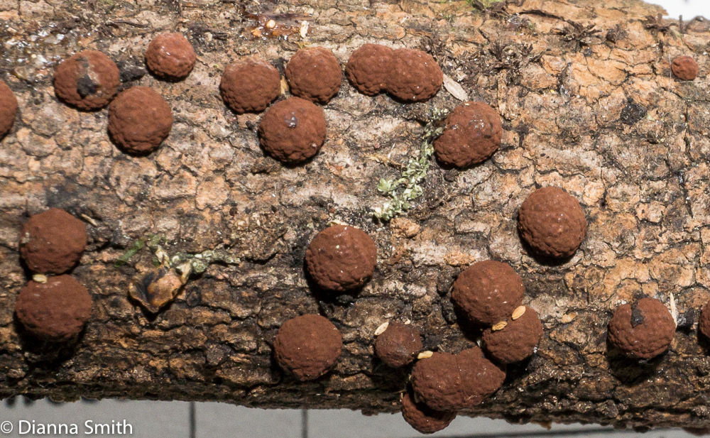 Hypoxylon fragiforme01494