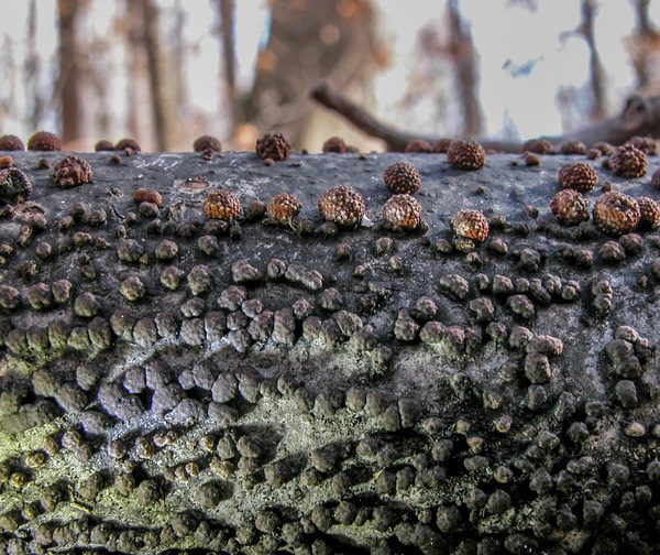 Hypoxylon fragiforme2576b