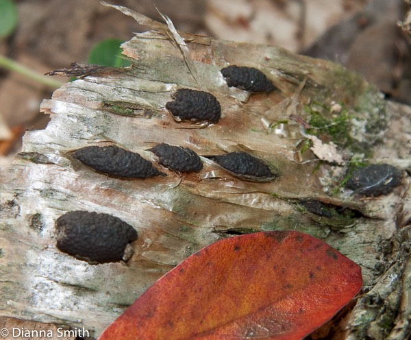 Hypoxylon multiforme5316