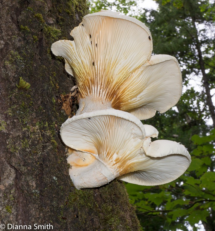 Hypsizygus ulmarius02227