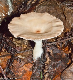 Infundibulicybe (Clitocybe) gibba01901