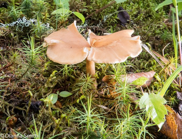 -Infundibulicybe (Clitocybe) squamulosa_0075