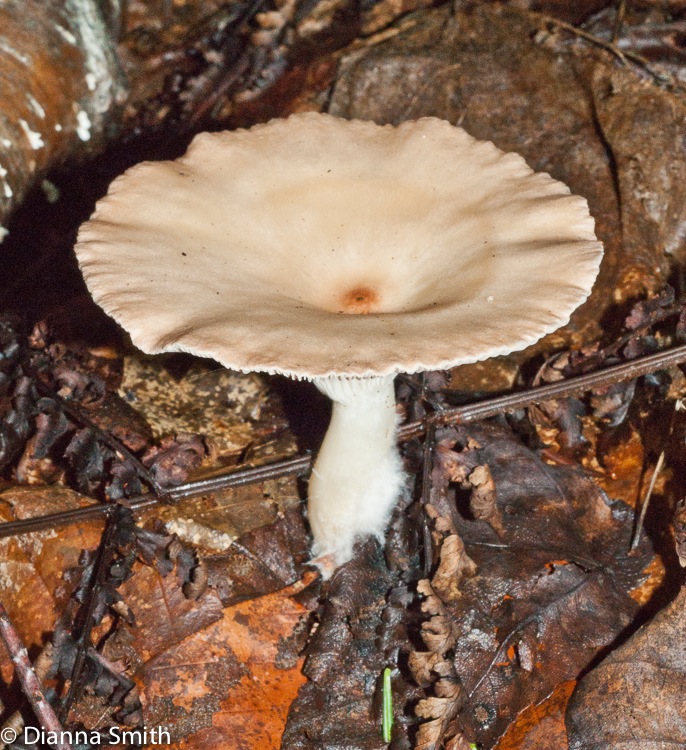 Infundibulicybe (Clitocybe) gibba01901
