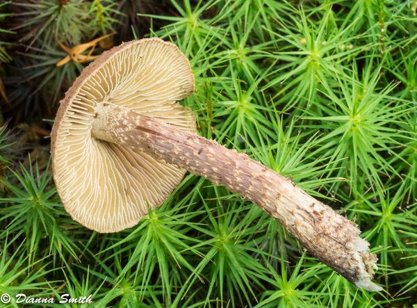 Inocybe calamistrata02033