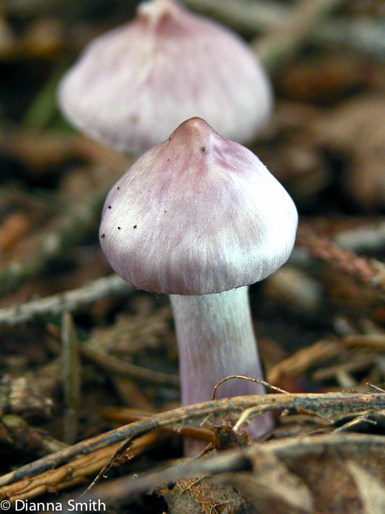 Inocybe geophylla var. lilacina 8532