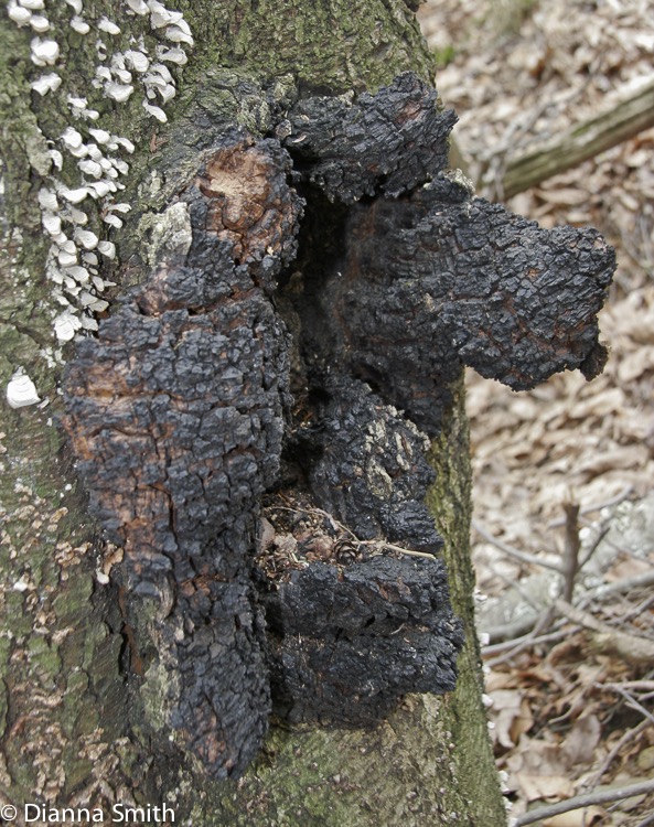 Inonotus glomeratus mb 2023-2