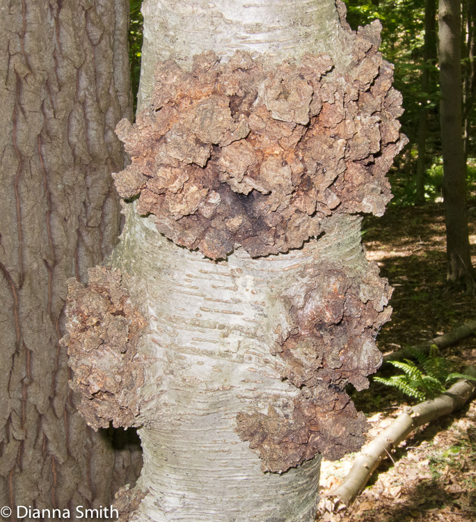 Inonotus glomeratus_1458