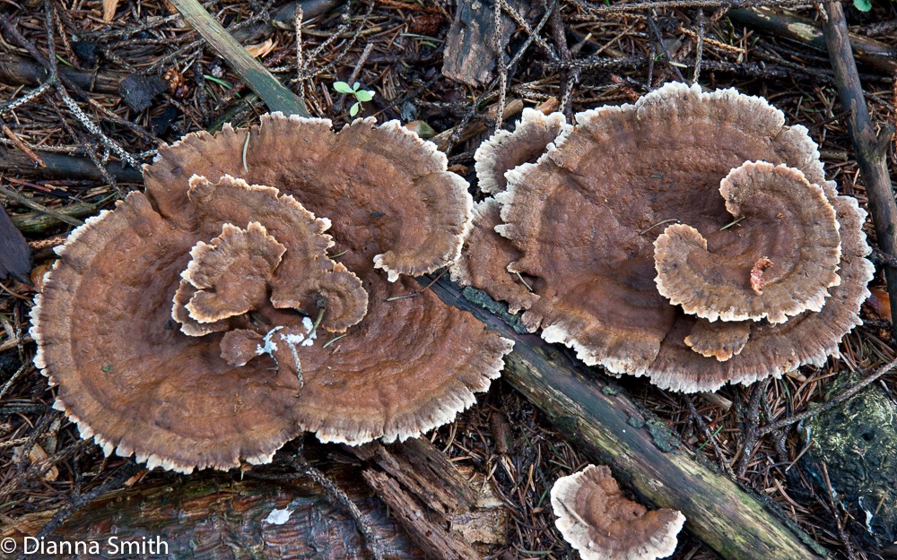 Inonotus tomentosus5474