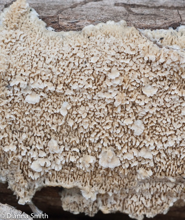 Irpex lacteus04589