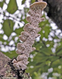 Irpex Lacteus7273