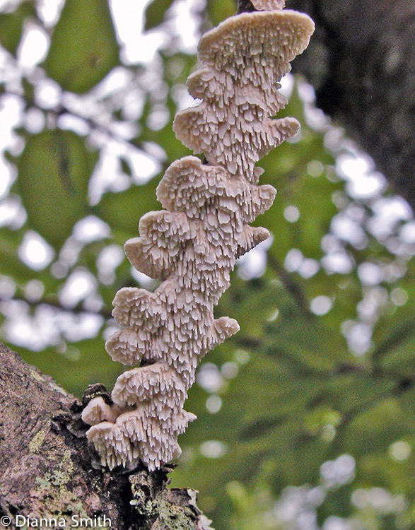 Irpex Lacteus7273
