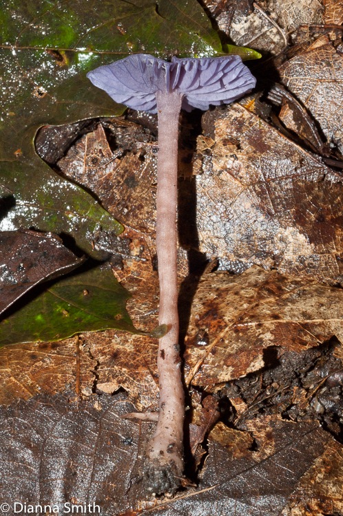 Laccaria amethstina03732