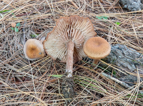 Laccaria bicolor? 03845