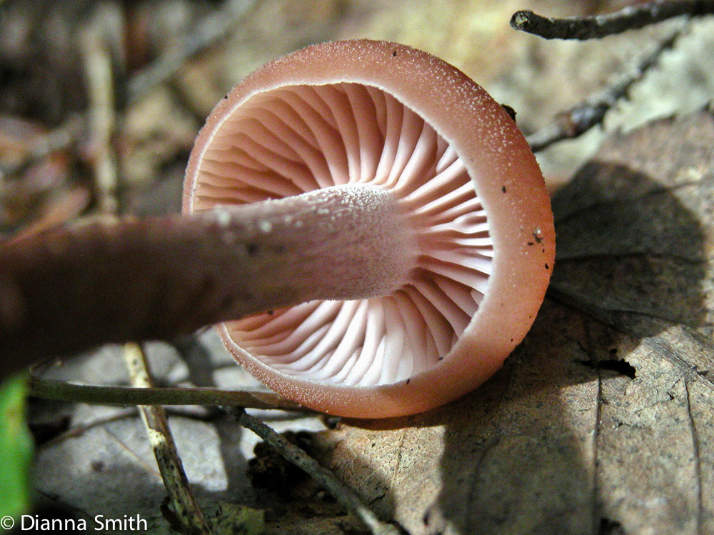 Laccaria laccata var. pallidifolia0635