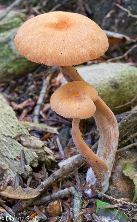 Laccaria laccata1020038