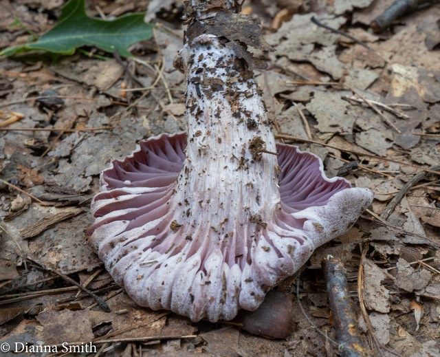 Laccaria ochropurpurea 02926