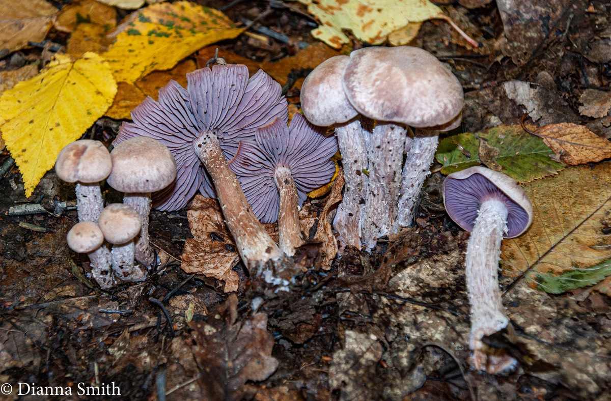 Laccaria ochropurpurea 06222