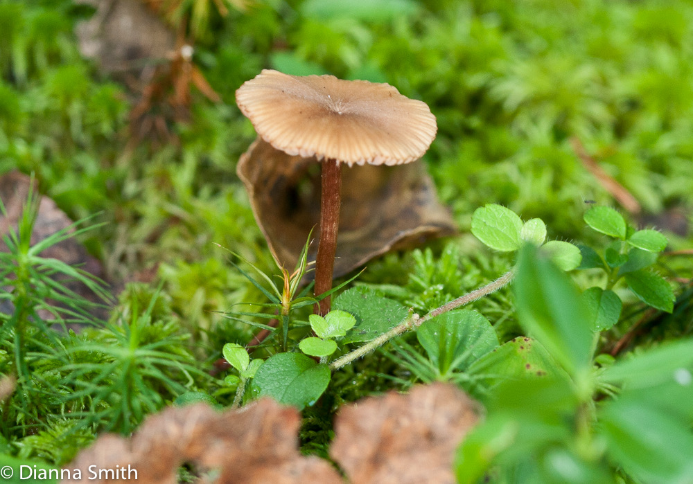 Laccaria ohioensis3405