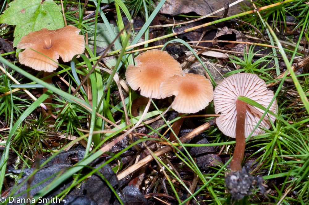 Laccaria striatula02137