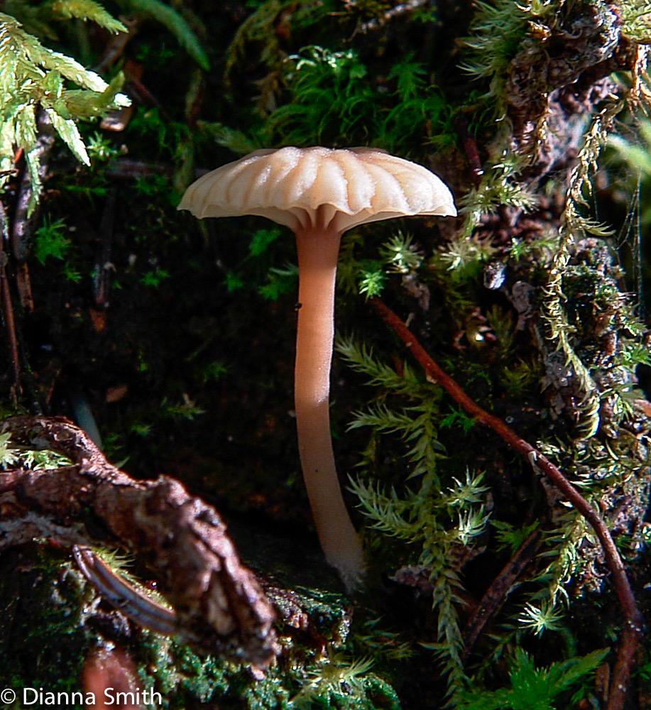 Laccaria tortilis 9541