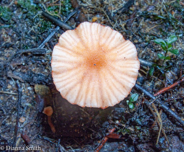 Laccaria tortilis 9944