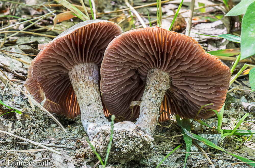Laccaria trullisatta 02495