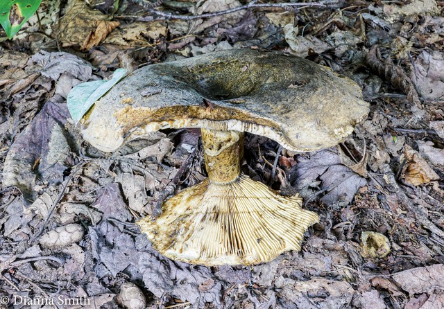 Lactarius 02115