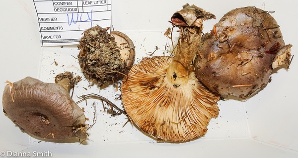 Lactarius argillaceifolius 03090
