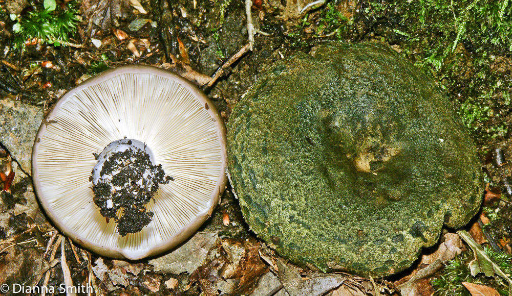 Lactarius atroviridis2321