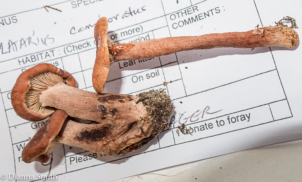 Lactarius camphoratus 3339-2