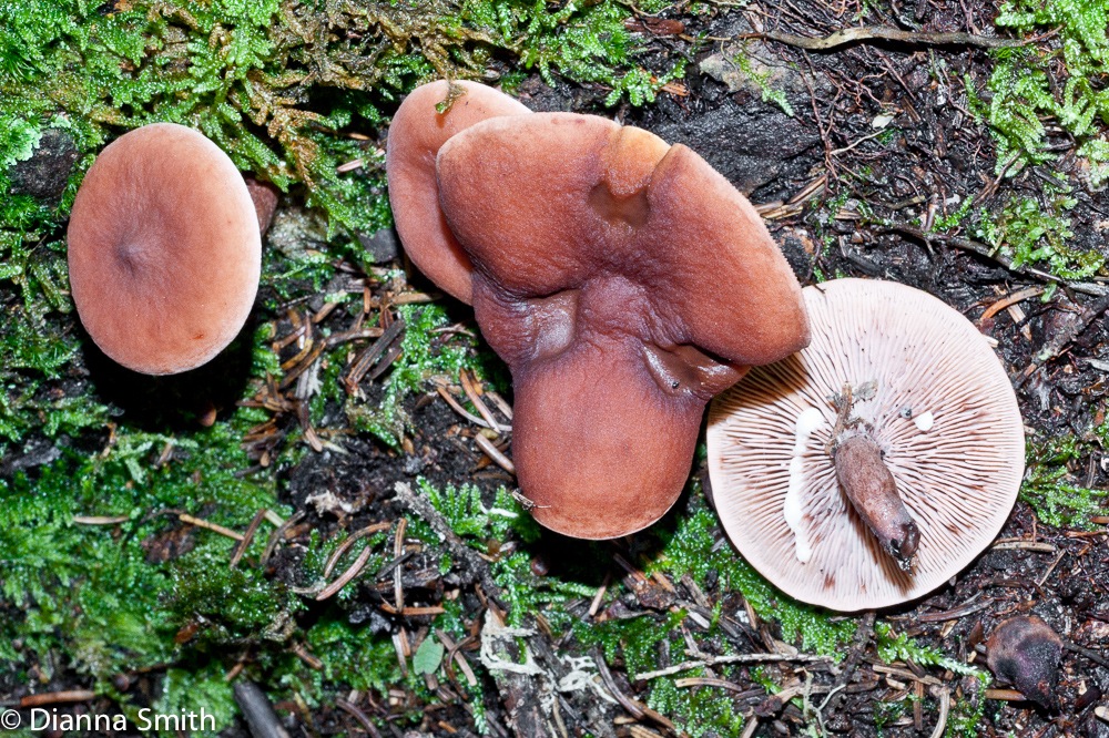 Lactarius camphoratus002434