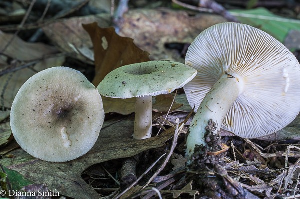 Lactarius cinereus var. fagitorum01374