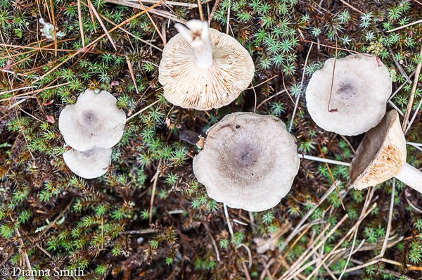 Lactarius cinereus var. cinereus 08318