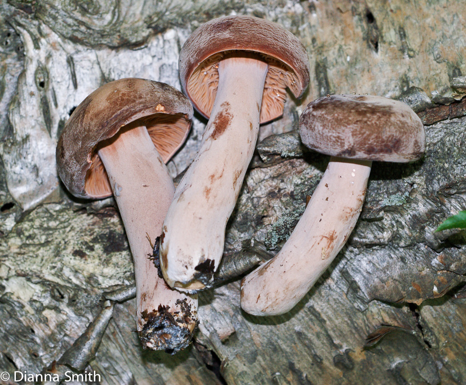 Lactarius corrugis00308