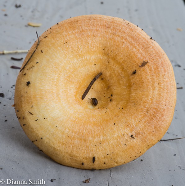 Lactarius croceus mb 01941