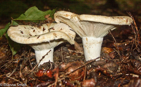 Lactarius deceptivus0009-1