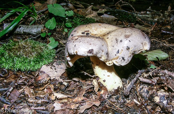 Lactarius fumeacolor 2031