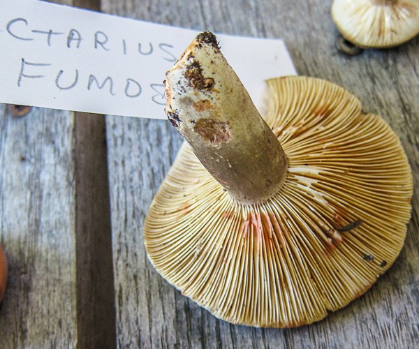Lactarius fumosus1870