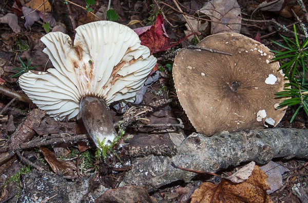 Lactarius gerardii v. subrubescens 0810-2