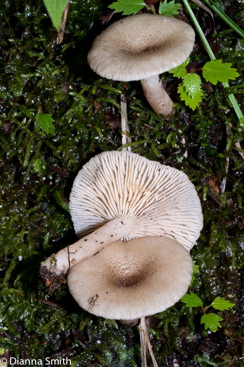 Lactarius griseus02373